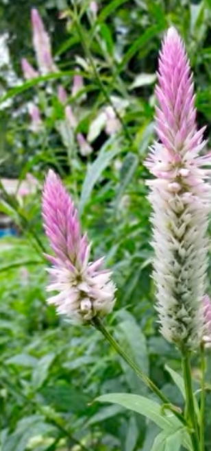 🌿 කිරිහැන්ද (Kirihenda) 🌿